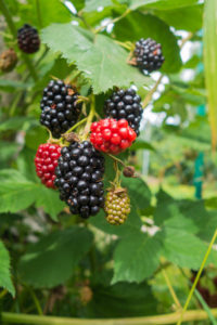 Eine Traube Brombeeren in verschiedenen Reifestadien hängt an einem belaubten Zweig; manche Beeren sind grün, manche rot und andere vollreif und dunkelviolett-schwarz.