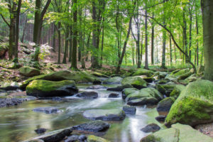 Eine malerische Waldszene in der Nähe von Neusalza-Spremberg, in der das Sonnenlicht durch grüne Bäume, große moosbewachsene Felsen und die Spree, die über die Steine fließt, fällt.