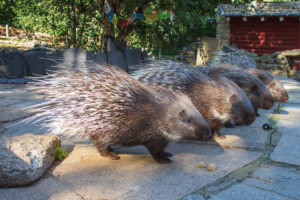 Vier Stachelschweine mit langen, scharfen Stacheln laufen auf einem Steinweg im Freien, umgeben von Grün und Felsen - ein unerwarteter Anblick während eines Aktivurlaubs - mit einer roten Holzkonstruktion und Gebetsfahnen im Hintergrund. Hautnah zu erleben im Tierpark Görlitz.
