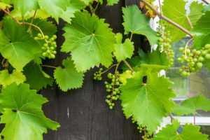 Grüne Weinrebe mit Trauben unreifer grüner Beeren und breiten Blättern, die vor einer dunklen Holzwand in der Nähe eines Fensters wachsen – die perfekte Kulisse für Ihren Aufenthalt in einer Ferienwohnung Oberlausitz in Sachsen.