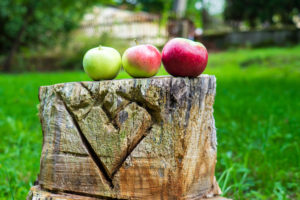 Drei Äpfel – grün, gelb-rot und rot – liegen auf einem herzförmigen Baumstumpf im grasbewachsenen Garten einer Ferienwohnung in der Oberlausitz. Verschwommene Bäume und ein Holzzaun rahmen diese friedliche sächsische Umgebung ein.