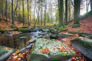 Eine friedliche Waldszene im Spreepark in Neusalza-Spremberg, Blick auf die Spree, die durch Bäume mit Herbstlaub fließt. Das Sonnenlicht fällt durch die Äste und beleuchtet moosbewachsene Felsen und heruntergefallene Blätter. Malerische Oberlausitz.