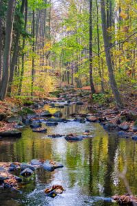 Ein seichter Bach fließt durch den Spreepark, einen Wald mit hohen Bäumen und verstreuten Felsen. An einem hellen, sonnigen Tag spiegelt sich das grüne und gelbe Herbstlaub im Wasser.