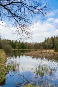 Ein ruhiger Teich, bekannt als Schwarzer Teich in der Nähe von Neusalza-Spremberg, wird von grasbewachsenen Ufern und Schilf gesäumt und spiegelt einen blauen Himmel mit Wolken wider. Laublose Äste rahmen den oberen Teil ein, während immergrüne und kahle Bäume das andere Ufer säumen.