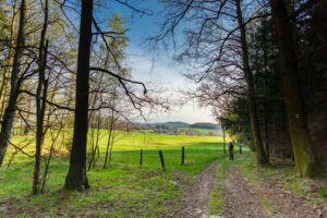 Ein unbefestigter Wanderweg führt durch einen Wald und öffnet sich zu einem hellgrünen Feld unter einem blauen Himmel. Zwei Menschen gehen in der Ferne in Richtung Neusalza-Spremberg, das sich inmitten von Frühlingshügeln befindet.