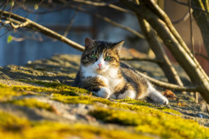 Eine getigerte Katze mit grünen Augen ruht auf einer moosbewachsenen Steinfläche im Sonnenlicht, umgeben von kahlen Ästen.