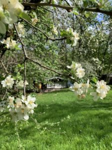 Nahaufnahme von weißen Blüten auf einem Ast mit einem üppigen grünen Rasen und einem kleinen Gartenhaus im Hintergrund, umgeben von belaubten Bäumen unter einem teilweise bewölkten Himmel.