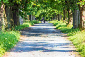 Ein sonnenbeschienener Kiesweg, bekannt als Lindenallee Friedersdorf in der Oberlausitz, wird auf beiden Seiten von hohen grünen Bäumen gesäumt, die ein schattiges Blätterdach und gedämpftes Licht auf den Boden werfen. An den Rändern wächst Gras, das in die Ferne führt.