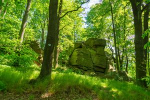 Große moosbewachsene Felsen, umgeben von hohen Bäumen und saftig grünem Gras in einem sonnenbeschienenen Wald des Oberlausitzer Berglandes, mit einer weißen Wegmarkierung des Oberlausitzer Bergweges auf einem Baumstamm in der Nähe der berühmten Schmiedesteine.