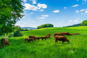 Eine Herde brauner Kühe grast auf saftig grünem Gras auf einer sonnenbeschienenen Wiese unter einem strahlend blauen Himmel in der Nähe von Neusalza-Spremberg. Vereinzelte Wolken und entfernte Bäume säumen den Horizont des Oberlausitzer Berglandes.