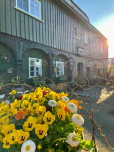 Eine Nahaufnahme von leuchtend gelben Stiefmütterchen und weißen Margeriten in einem Pflanzgefäß vor Lindners Grenzschänke, einem rustikalen Holzgebäude mit gewölbten Fenstern, das in warmes Sonnenlicht getaucht ist - ein einladender Gastrotipp für Liebhaber guter Küche.