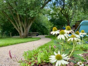 Ein geschwungener Weg schlängelt sich durch einen üppig grünen parkähnlichen Garten mit hohen Bäumen, Bänken und blühenden weißen Sonnenhüten – ein einladender Anblick unter einem strahlenden Himmel. Der malerische Ort befindet sich direkt hinter dem Marktquartier 5 mit drei Ferienwohnungen in Sachsen.