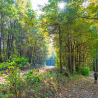 Ein Kind spaziert an einem sonnigen Tag den Oberlausitzer Bergweg neben den Bahngleisen entlang, umgeben von hohen Bäumen mit grünen und gelben Blättern - perfekt zum Wandern ohne Gepäck, wenn das Sonnenlicht durch das friedliche Laub des Waldes fällt.