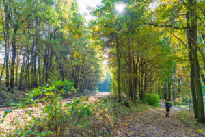 Ein Kind spaziert an einem sonnigen Tag den Oberlausitzer Bergweg neben den Bahngleisen entlang, umgeben von hohen Bäumen mit grünen und gelben Blättern - perfekt zum Wandern ohne Gepäck, wenn das Sonnenlicht durch das friedliche Laub des Waldes fällt.