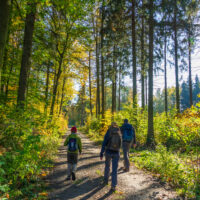 Drei Personen mit Rucksäcken wandern auf einem sonnenbeschienenen Waldweg auf dem Oberlausitzer Bergweg, umgeben von hohen Bäumen und grünem Laub. Das Sonnenlicht bricht durch die Blätter und wirft lange Schatten auf diese landschaftlich reizvolle Strecke für Wandern ohne Gepäck.