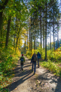 Drei Personen mit Rucksäcken wandern auf einem sonnenbeschienenen Waldweg auf dem Oberlausitzer Bergweg, umgeben von hohen Bäumen und grünem Laub. Das Sonnenlicht bricht durch die Blätter und wirft lange Schatten auf diese landschaftlich reizvolle Strecke für Wandern ohne Gepäck.
