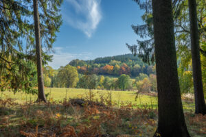 Ein malerischer Blick auf den Oberlausitzer Bergweg, perfekt für Wandern ohne Gepäck: eine grasbewachsene Wiese, umrahmt von hohen Kiefern, buntem Herbstlaub und einem bewaldeten Hügel im Hintergrund unter einem blauen Himmel mit Wolkenfetzen.