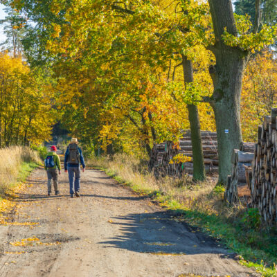 Zwei Menschen mit Rucksäcken wandern auf dem Oberlausitzer Bergweg im Herbst über einen unbefestigten Weg, goldenes Laub liegt über ihnen und Stapel von gefällten Baumstämmen säumen den Weg - eine perfekte Szene für Wandern ohne Gepäck durch den bunten Wald.