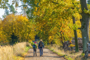 Zwei Menschen mit Rucksäcken wandern auf dem Oberlausitzer Bergweg im Herbst über einen unbefestigten Weg, goldenes Laub liegt über ihnen und Stapel von gefällten Baumstämmen säumen den Weg - eine perfekte Szene für Wandern ohne Gepäck durch den bunten Wald.