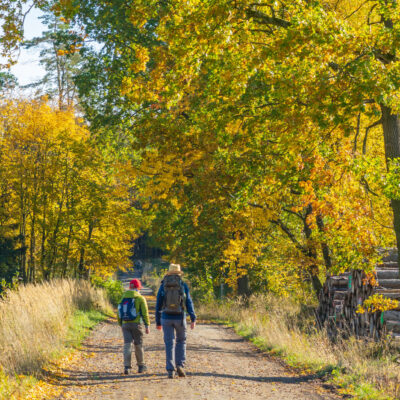 Zwei Menschen mit Rucksäcken wandern auf dem Oberlausitzer Bergweg im Herbst über einen unbefestigten Weg, goldenes Laub liegt über ihnen und Stapel von gefällten Baumstämmen säumen den Weg - eine perfekte Szene für Wandern ohne Gepäck durch den bunten Wald.