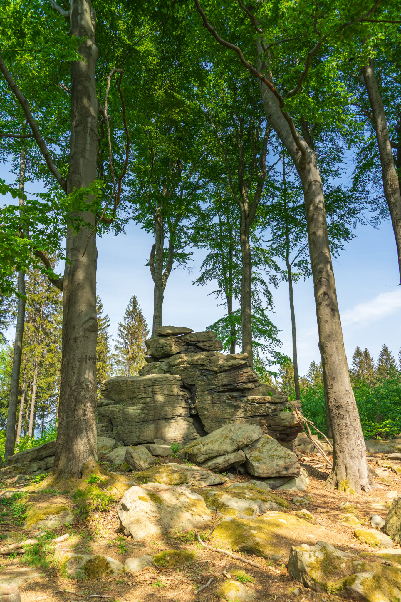 In einem sonnenbeschienenen Wald am Oberlausitzer Bergweg stapeln sich große graue Felsen zwischen hohen, schlanken Bäumen - die sogenannten Kälbersteine. Grüne Blätter bilden ein Blätterdach über dem Wald, und das Sonnenlicht dringt durch und beleuchtet den moosbewachsenen Waldboden. Wandern in der Oberlausitz ohne Gepäck zwischen Oppach und Sohland/Spree.