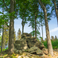 In einem sonnenbeschienenen Wald am Oberlausitzer Bergweg stapeln sich große graue Felsen zwischen hohen, schlanken Bäumen - die sogenannten Kälbersteine. Grüne Blätter bilden ein Blätterdach über dem Wald, und das Sonnenlicht dringt durch und beleuchtet den moosbewachsenen Waldboden. Wandern in der Oberlausitz ohne Gepäck zwischen Oppach und Sohland/Spree.