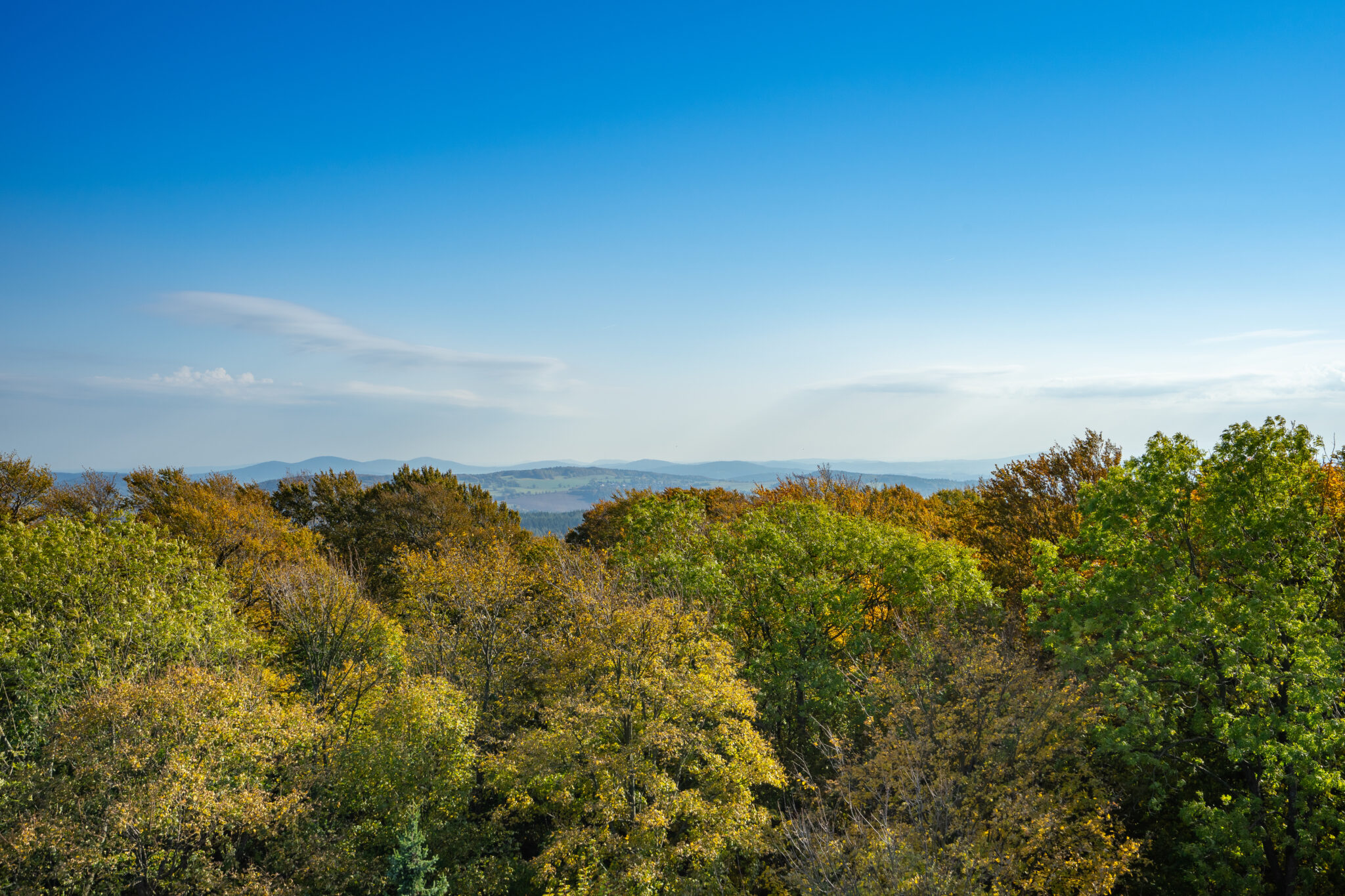Ein malerischer Blick auf einen Wald mit grünen und gelben Bäumen unter einem klaren blauen Himmel, mit fernen sanften Hügeln am Horizont - perfekt für Wandern ohne Gepäck entlang des Oberlausitzer Bergwegs, hier der Blick vom Valtenberg ins Oberlausitzer Bergland.