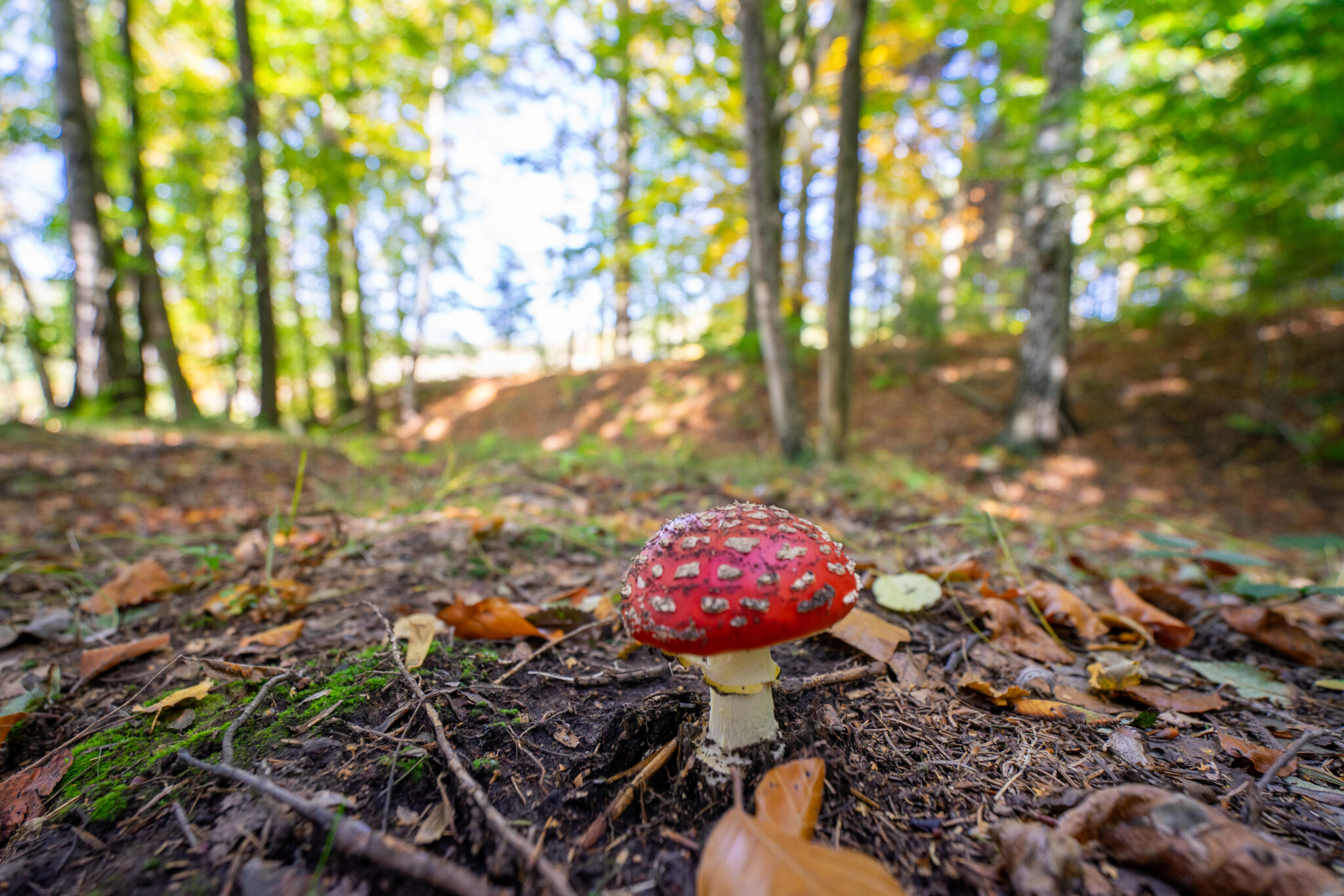 Ein rot-weiß gefleckter Pilz wächst auf einem Waldboden am Oberlausitzer Bergweg ohne Gepäck, umgeben von herabgefallenen Blättern und verschwommenen grünen Bäumen im Hintergrund, die einen hellen, sonnigen Tag im Wald andeuten.