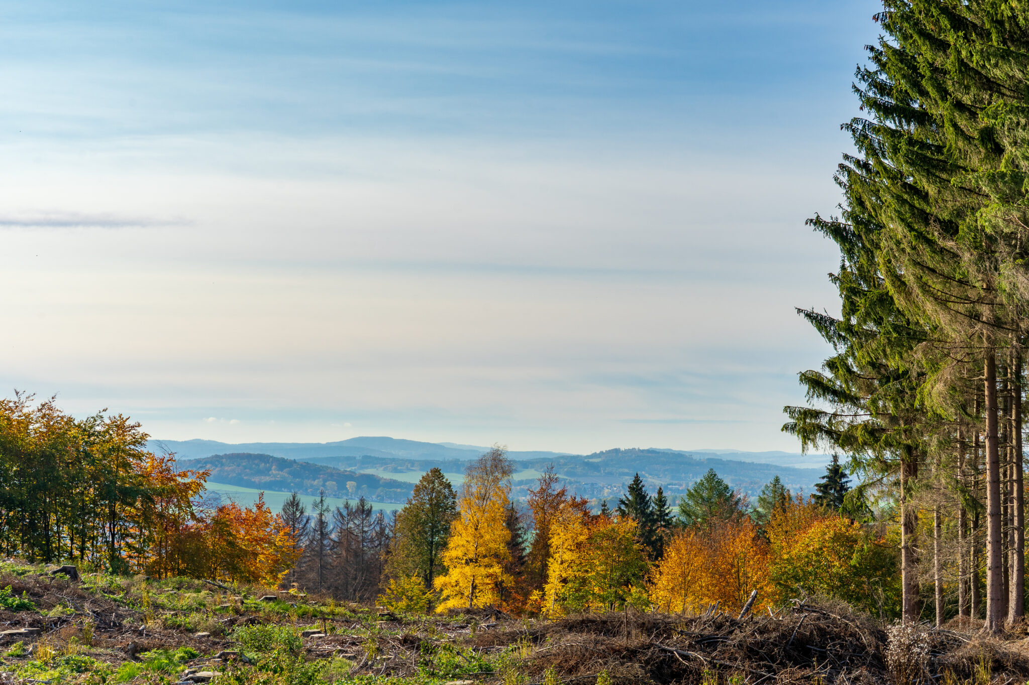 Eine malerische Landschaft mit bunten Herbstbäumen im Vordergrund, einer Reihe hoher immergrüner Bäume auf der rechten Seite und sanften Hügeln und einem klaren blauen Himmel im Hintergrund. Blick vom Kottmar ins Oberlausitzer Begland.
