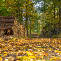 Ein mit herabgefallenen Herbstblättern bedeckter Waldweg, flankiert von ordentlich aufgestapelten Baumstämmen auf beiden Seiten, mit Bäumen in leuchtendem Gelb und Grün, die die Szene säumen.