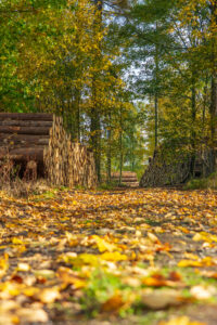 Ein mit herabgefallenen Herbstblättern bedeckter Waldweg, flankiert von ordentlich aufgestapelten Baumstämmen auf beiden Seiten, mit Bäumen in leuchtendem Gelb und Grün, die die Szene säumen.