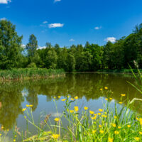 Ein ruhiger Teich, umgeben von üppigen grünen Bäumen unter einem strahlend blauen Himmel mit vereinzelten Wolken. Am Ufer wachsen gelbe Wildblumen und hohe Gräser - ein ruhiges Plätzchen am Oberlausitzer Bergweg, ideal zum Wandern ohne Gepäck.