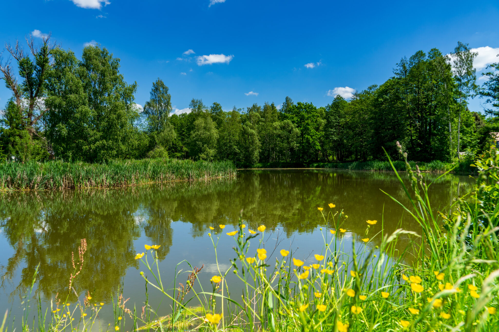 Ein ruhiger Teich, umgeben von üppigen grünen Bäumen unter einem strahlend blauen Himmel mit vereinzelten Wolken. Am Ufer wachsen gelbe Wildblumen und hohe Gräser - ein ruhiges Plätzchen am Oberlausitzer Bergweg, ideal zum Wandern ohne Gepäck.