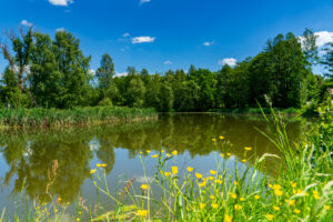Ein ruhiger Teich, umgeben von üppigen grünen Bäumen unter einem strahlend blauen Himmel mit vereinzelten Wolken. Am Ufer wachsen gelbe Wildblumen und hohe Gräser - ein ruhiges Plätzchen am Oberlausitzer Bergweg, ideal zum Wandern ohne Gepäck.