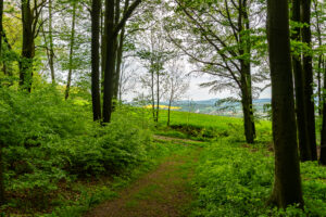 Ein schmaler Feldweg schlängelt sich durch einen üppigen grünen Wald entlang des Oberlausitzer Bergwegs ohne Gepäck und führt zu einem offenen Feld und einem fernen Blick auf eine Stadt unter einem bewölkten Himmel.