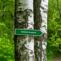 An einer Birke ist ein grünes Schild mit der Aufschrift Schöne Aussicht angebracht, das nach rechts auf den Oberlausitzer Bergweg ohne Gepäck weist, mit üppigem Laub im Hintergrund.