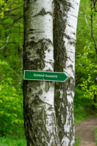 An einer Birke ist ein grünes Schild mit der Aufschrift Schöne Aussicht angebracht, das nach rechts auf den Oberlausitzer Bergweg ohne Gepäck weist, mit üppigem Laub im Hintergrund.