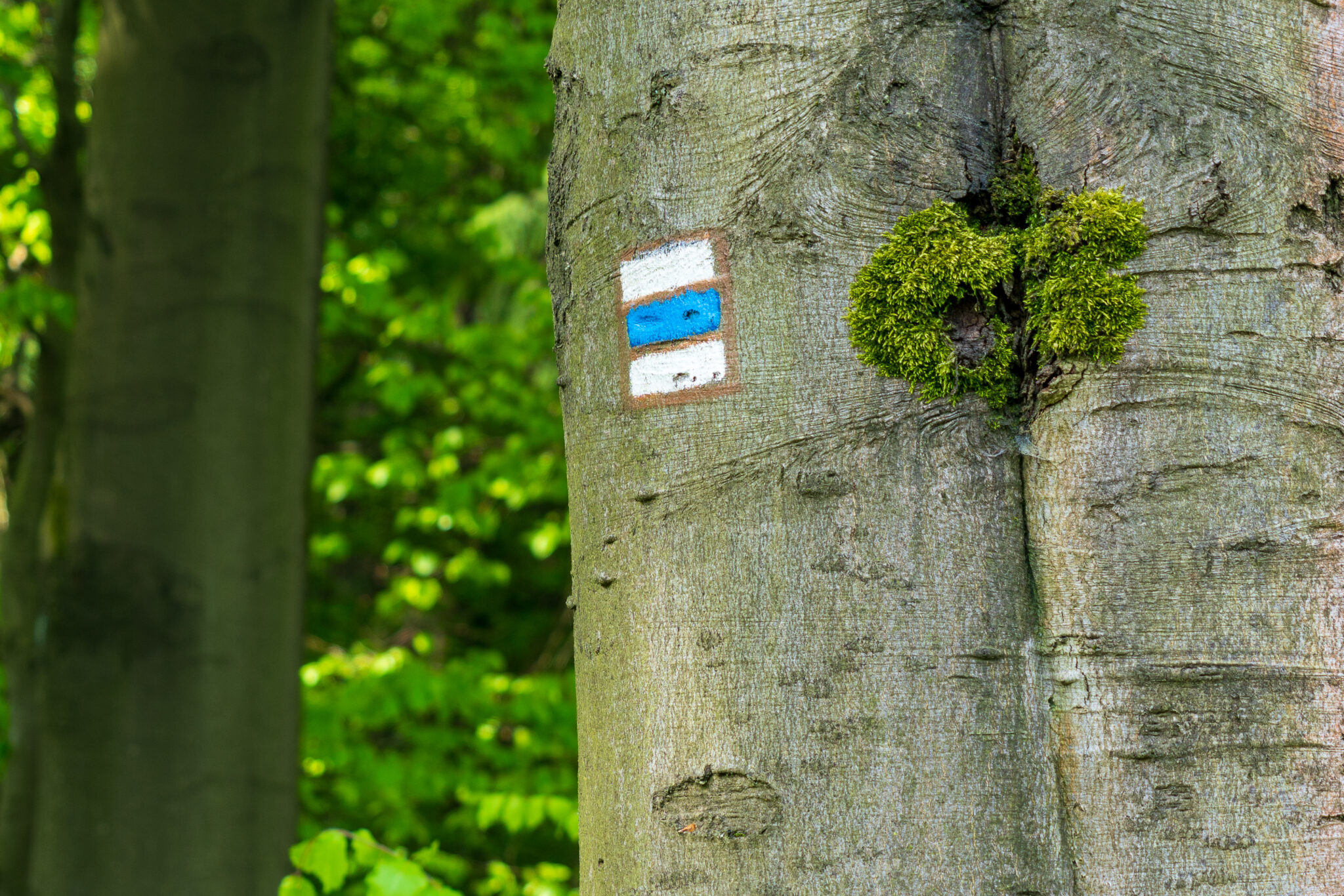 Ein Baumstamm mit einer weißen, blauen und weißen horizontalen Wegmarkierung neben einem Fleck grünen Mooses in einem üppigen grünen Wald.