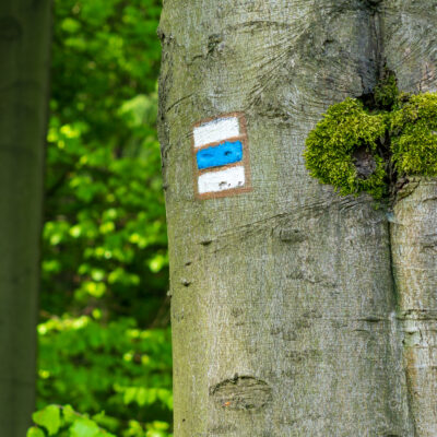 Ein Baumstamm mit einer weißen, blauen und weißen horizontalen Wegmarkierung neben einem Fleck grünen Mooses in einem üppigen grünen Wald.