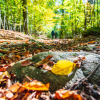 Eine Nahaufnahme von Herbstblättern, die auf einem Felsen in einem sonnenbeschienenen Wald am Oberlausitzer Bergweg ohne Gepäck verstreut sind, mit zwei unscharfen Figuren, die auf einem Pfad zwischen hohen Bäumen im Hintergrund gehen.