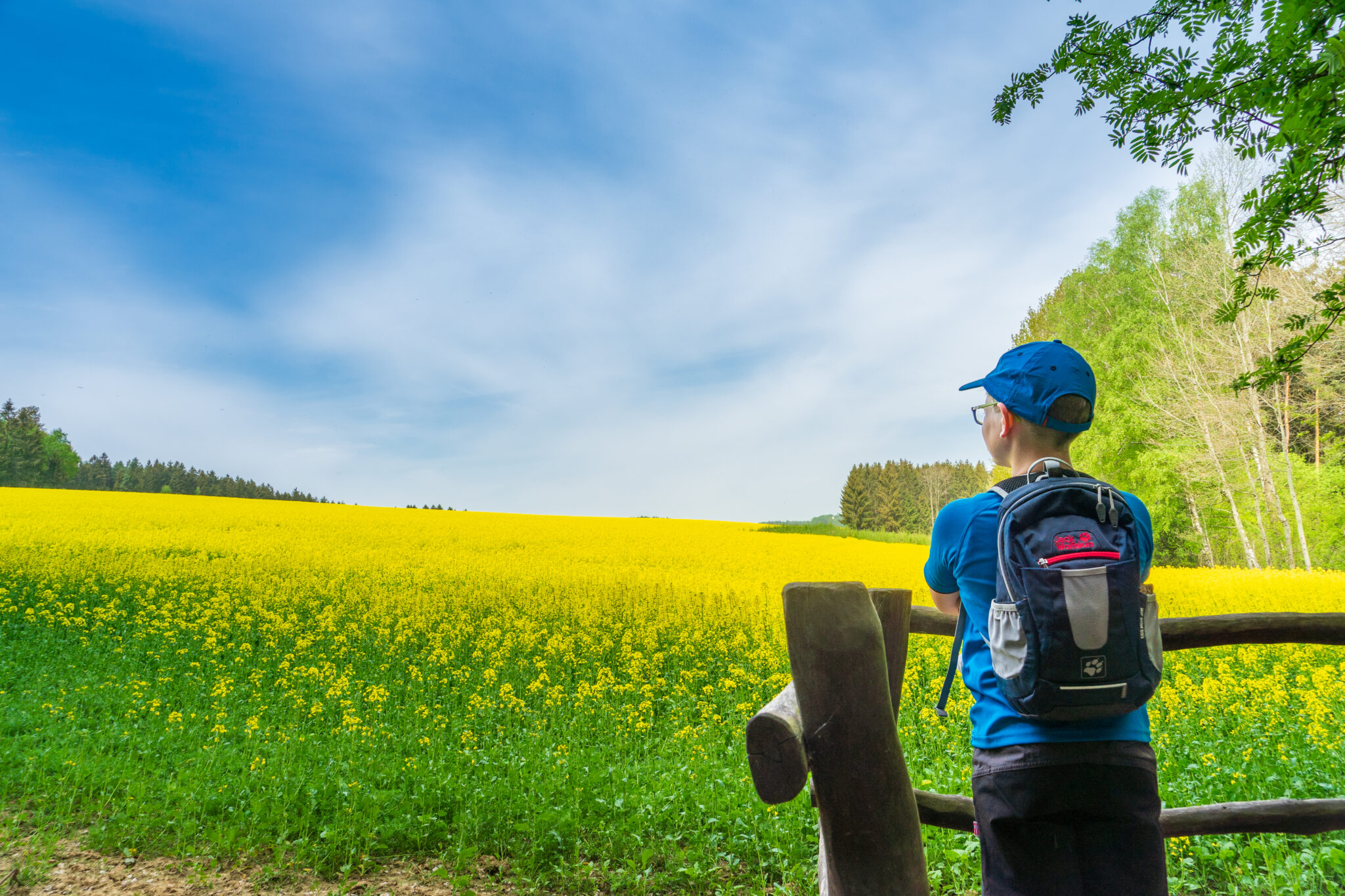 Ein Junge mit blauem Hemd, Mütze und Rucksack steht an einem Holzzaun und blickt auf ein leuchtend gelbes Blumenfeld am Oberlausitzer Bergweg ohne Gepäck, mit einem Wald und blauem Himmel im Hintergrund.