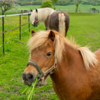 Ein hellbraunes Pony mit Halfter frisst im Vordergrund Gras, während ein größeres Pferd mit langer, heller Mähne im Hintergrund auf einer eingezäunten Weide steht.