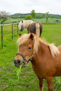 Ein hellbraunes Pony mit Halfter frisst im Vordergrund Gras, während ein größeres Pferd mit langer, heller Mähne im Hintergrund auf einer eingezäunten Weide steht.