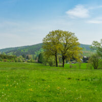 Eine grüne Wiese mit vereinzelten gelben Wildblumen, hohe Bäume mit frischem Frühlingslaub und bewaldete Hügel im Hintergrund unter einem blauen Himmel - die perfekte Kulisse für eine Wanderung auf dem Oberlausitzer Bergweg ohne Gepäck.