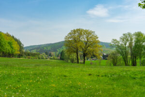 Eine grüne Wiese mit vereinzelten gelben Wildblumen, hohe Bäume mit frischem Frühlingslaub und bewaldete Hügel im Hintergrund unter einem blauen Himmel - die perfekte Kulisse für eine Wanderung auf dem Oberlausitzer Bergweg ohne Gepäck.