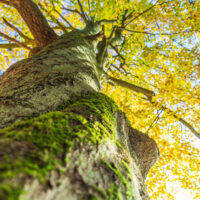 Blick auf den Stamm eines mit Moos bedeckten Baumes mit leuchtend grünen und gelben Blättern, die ein Blätterdach vor einem blauen Himmel im Hintergrund bilden. Das Bild ist aus einer niedrigen Perspektive aufgenommen.