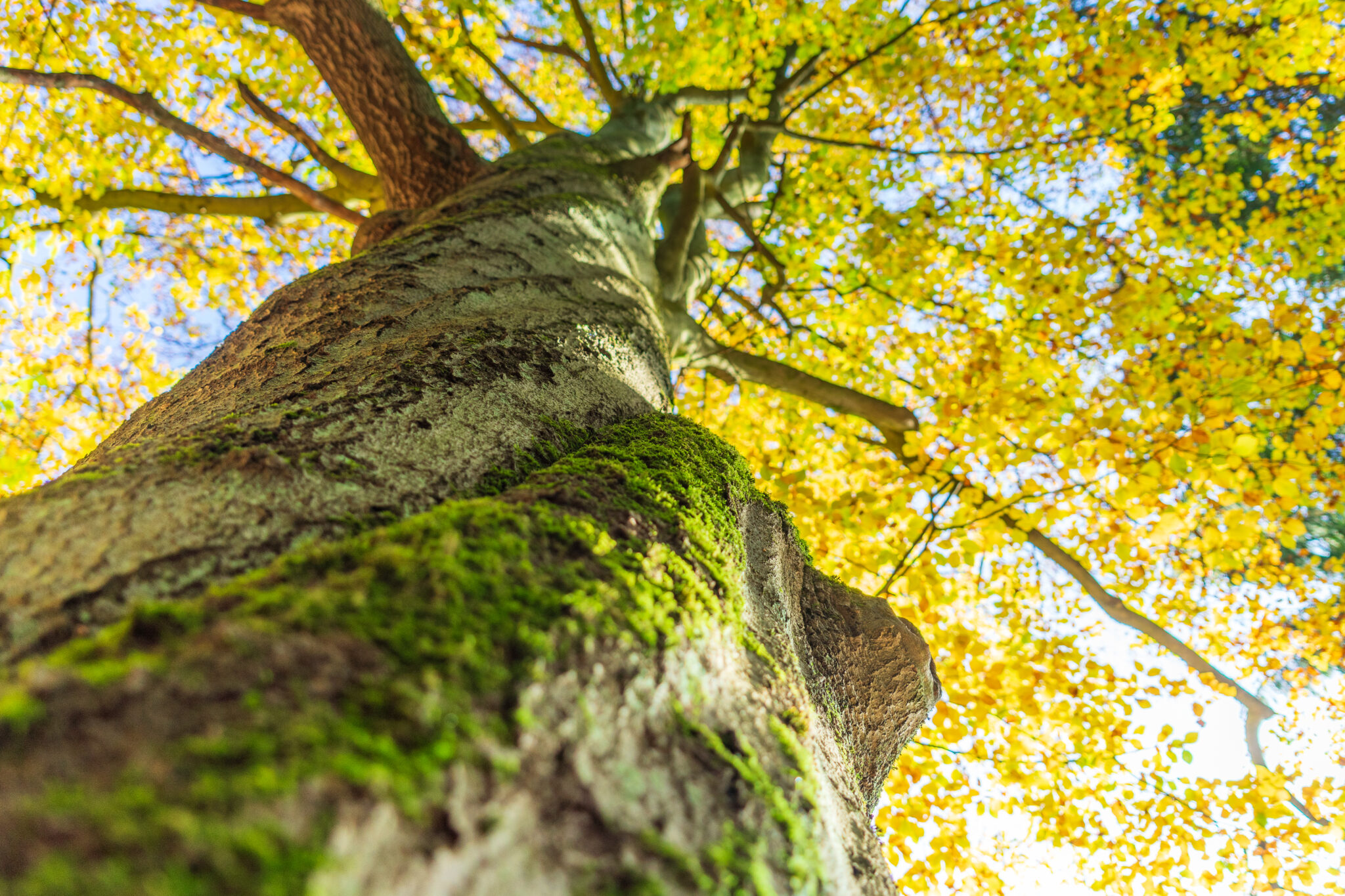 Blick auf den Stamm eines mit Moos bedeckten Baumes mit leuchtend grünen und gelben Blättern, die ein Blätterdach vor einem blauen Himmel im Hintergrund bilden. Das Bild ist aus einer niedrigen Perspektive aufgenommen.